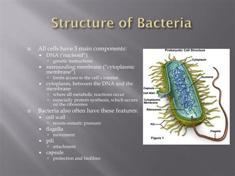 Cytoplasmic Membrane Function In Bacterial Cell