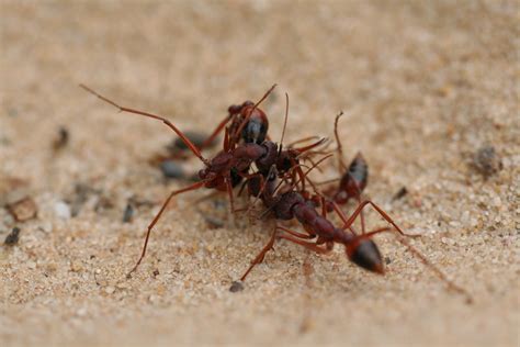 20120401_4015 fighting ants | Fighting ants. Royal Botanical… | Flickr