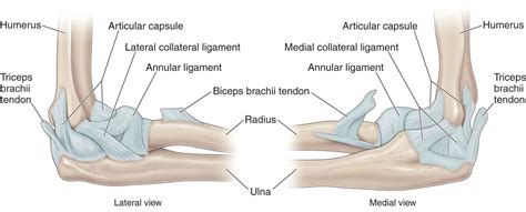 Elbow | Musculoskeletal Key