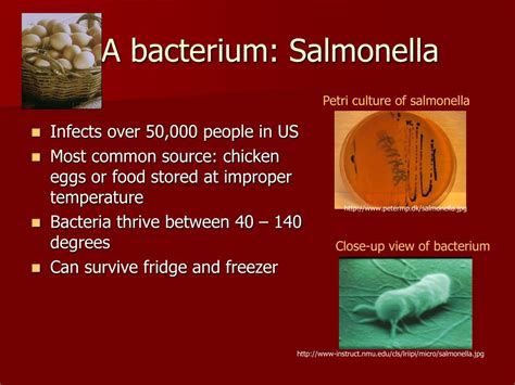 PPT - Salmonella Poisoning PowerPoint Presentation, free download - ID:6392606