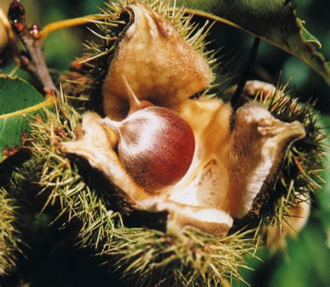 American Chestnut - Nutrition Facts, Benefits, Uses and Pictures