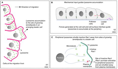 Mechanosensitive dynamics of lysosomes regulates the emergence of leader cells during collective ...