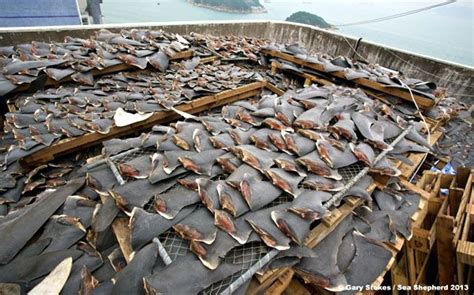 Shark Finning Kills 100 Million Sharks a Year, International Commission ...