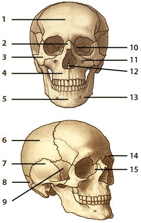 Human Skull Bones Anatomy Quiz