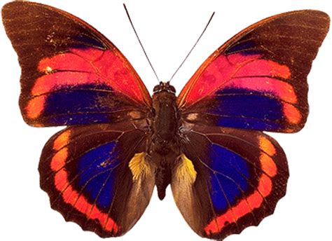 Butterfly PNG image