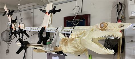 Shark Skeleton | Cleaning & Restoration - Elasmo-Morph