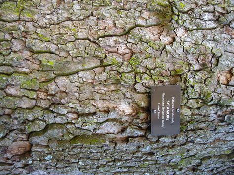 Sycamore Bark, JMU Arboretum - Wildfoods 4 Wildlife