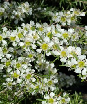 Leptospermum 'Lemon Frost' - Natives R Us Plant Nursery In Traveston