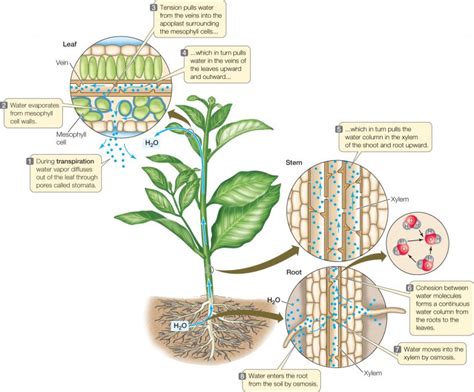 Transpiration Diagram - CBSE Class Notes Online - Classnotes123