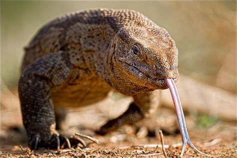 A Rock Monitor Lizard in the Mashatu Game Reserve, Botswana, Southern Africa. | Monitor lizard ...