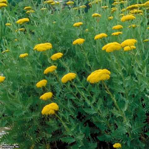 Growing Yarrow from Seeds | HGTV