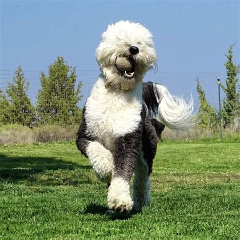 Sheepadoodle: An Ultimate Guide On Sheepdog Poodle Mix