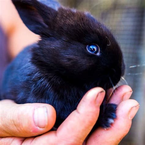 Names For Black Rabbits - 436 Black Bunny Names.