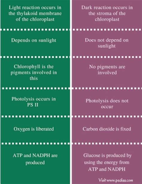 Difference between light reaction and dark reaction .? - EduRev Class 10 Question