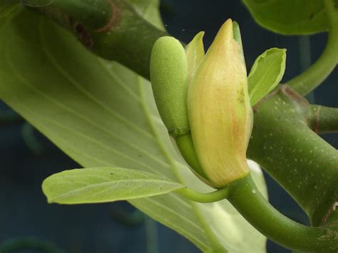 Jackfruit Flower