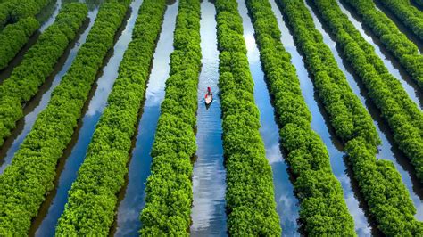 Mangrove Forest – Bing Wallpaper Download