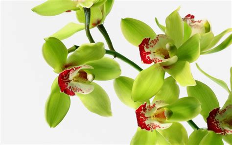 All new wallpaper : Attractive Green orchid Flowers wallpaper