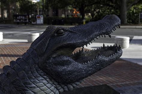 Albert The Uf Mascot Photograph by Lynn Palmer