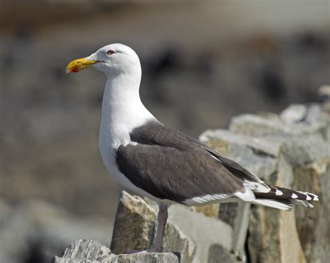 Sea Gulls – Nature’s Boldest Bird?