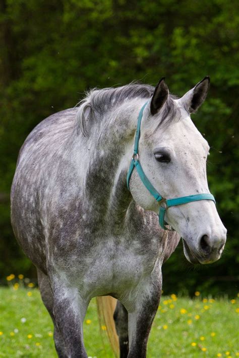 a gray and white horse standing on top of a lush green field