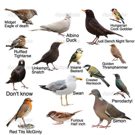 Common Garden Birds | t3hwin.com