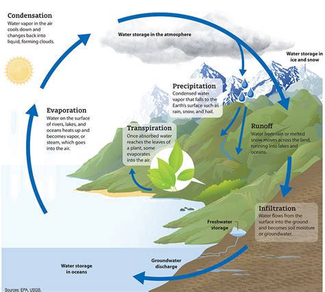 Respiration Water Cycle