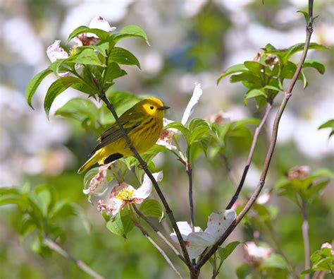 Yellow Warbler | Audubon Field Guide