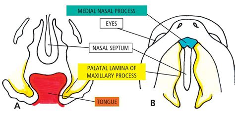 labialdental-千图网