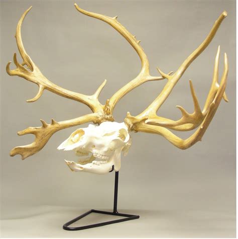 Caribou Male Skull Replica - SkeletonsAndSkullsSuperstore