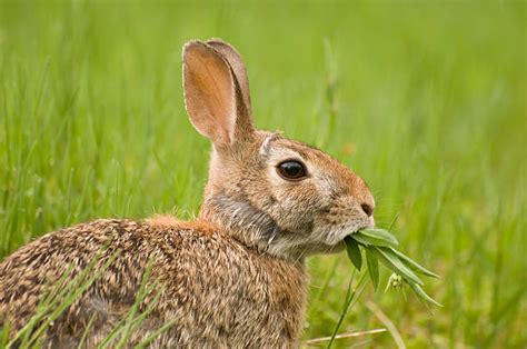 6,800+ Rabbit Eating Grass Stock Photos, Pictures & Royalty-Free Images - iStock