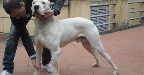 Dogo Argentino Training | CaninePlanet.net | Pinterest | Dog, Dogo ...