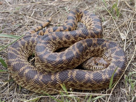 Colorado Snakes - Bullsnake (Pituophis catenifer) - Colorado Herping