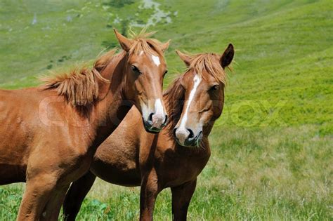 Horse in mountain | Stock image | Colourbox