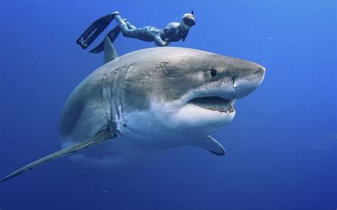 Man in hospital in Pago Pago after frenzied shark attack | RNZ News