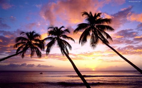 Palm Tree Beach Wallpapers - Wallpaper Cave