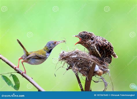 Female Cardinal Feeds Her Baby Chicks while Standing on Their Bi Stock Image - Image of nature ...