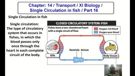 Chapter: 14 / Transport / XI Biology / Single Circulation in fish / Part 16 - YouTube