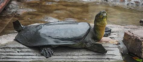 The Yangtze Giant Softshelled Turtle | Critter Science