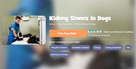 Kidney Stones in Dogs - Symptoms, Causes, Diagnosis, Treatment ...