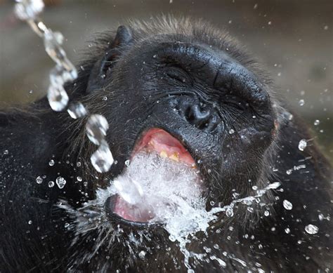 Monkey drinking water.... | Cute animals, Animals, Animal pictures