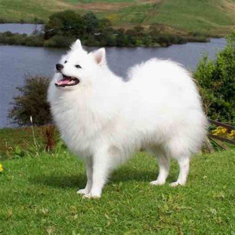 Indian Spitz Dog Breed: Temperament, Lifespan, Price & More