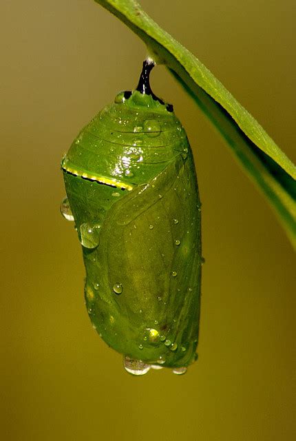 monarch butterfly pupa facts : Biological Science Picture Directory – Pulpbits.net