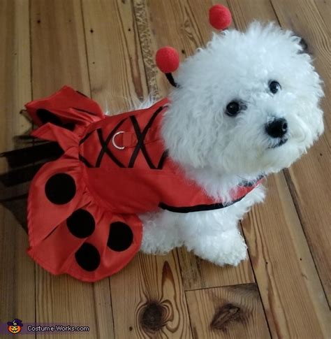 Lady Bug Dog Costume | Best Halloween Costumes