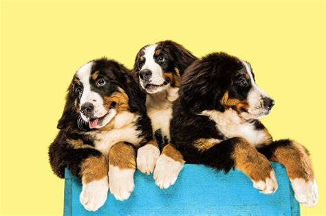 Free Photo | Berner sennenhund puppies on yellow