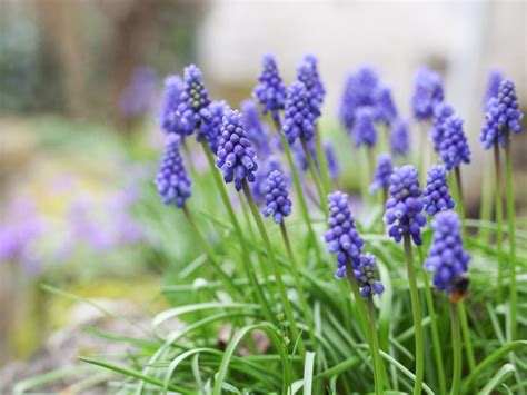 Daffodils: The Perfect Spring Flowers - freshphotography-em