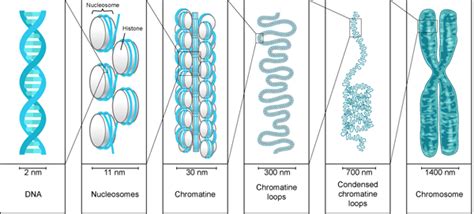 dna sequencing - Basic text/notes on DNA structure (for non-biologists) - Biology Stack Exchange