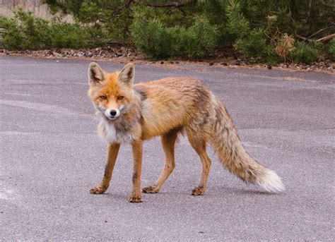 Chernobyl Fox | Pripyat, Ukraine Chernobyl Fox | mateo mateo | Flickr