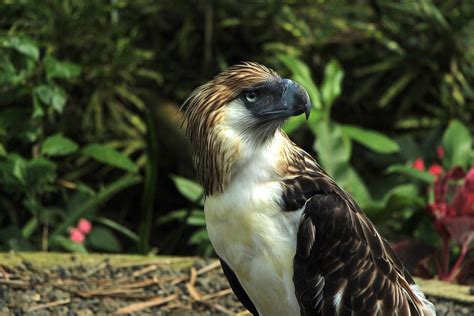 Philippine Eagle Center: Home of the World's largest Eagle - Out of Town Blog