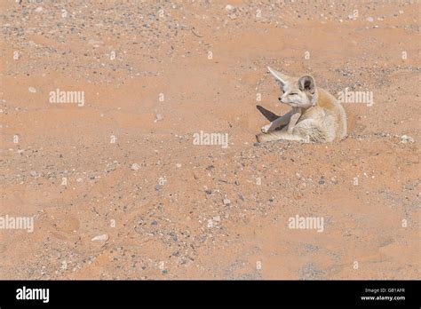 Fennec fox in the Sahara desert Stock Photo - Alamy