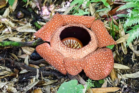 Rafflesia. In search of the largest flower in the world